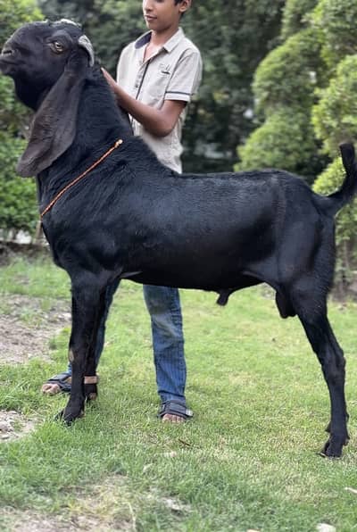Amratsari beetal breeder bakra
