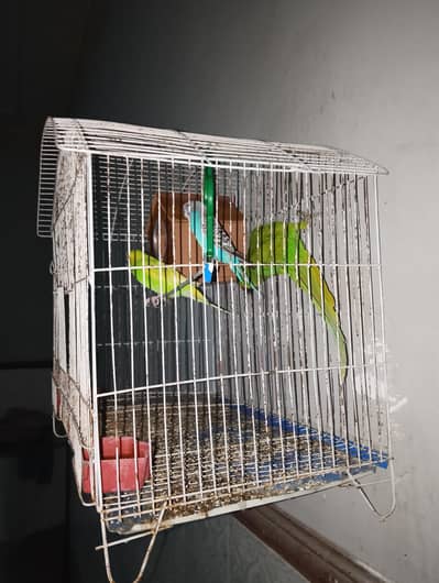 best cage for salll