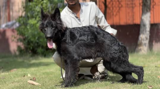 German shepherd female