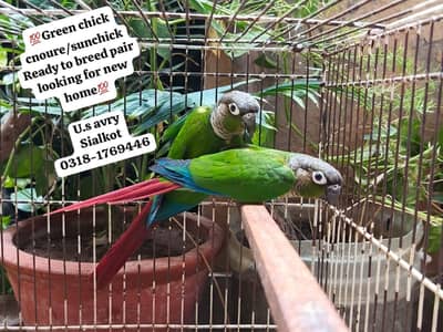 green chick cnoure/sunchick