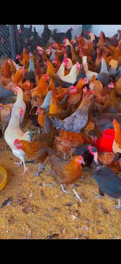 Golden Misri Hens | Golden Misri Pathian | Golden Misri Chicks