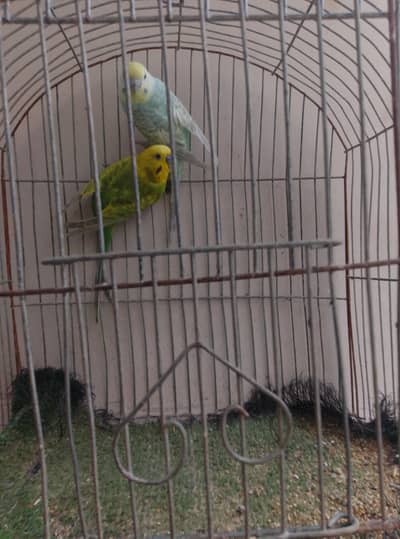 rainbow budgies