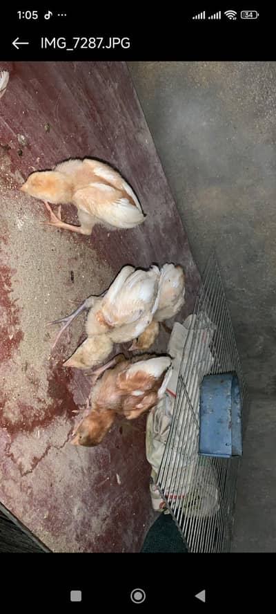 heera aseel chick's
