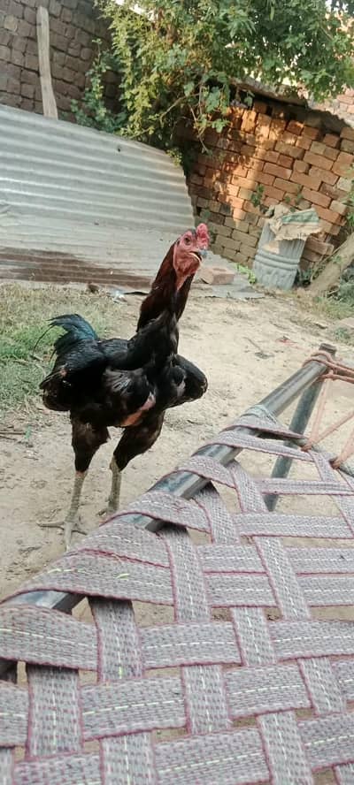 male han bhot acha