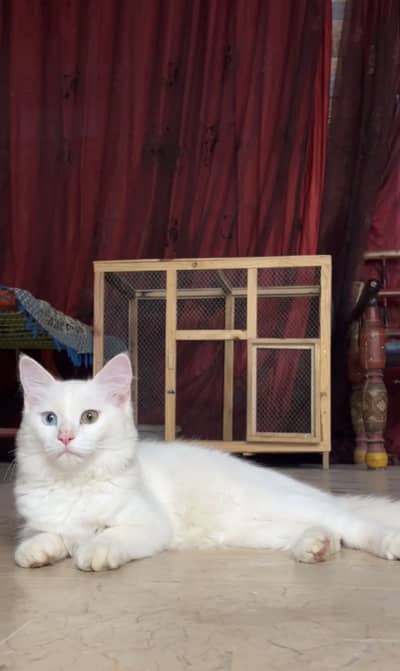 Persian