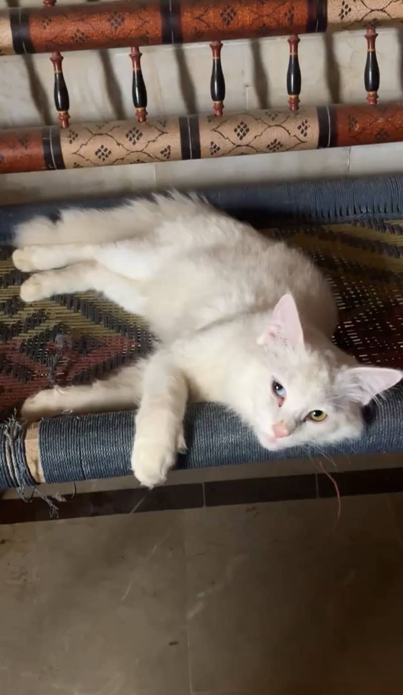 Persian 1