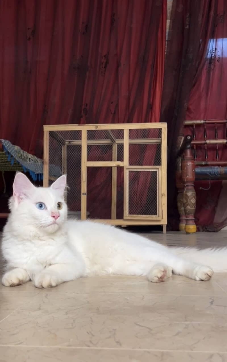 Persian 2