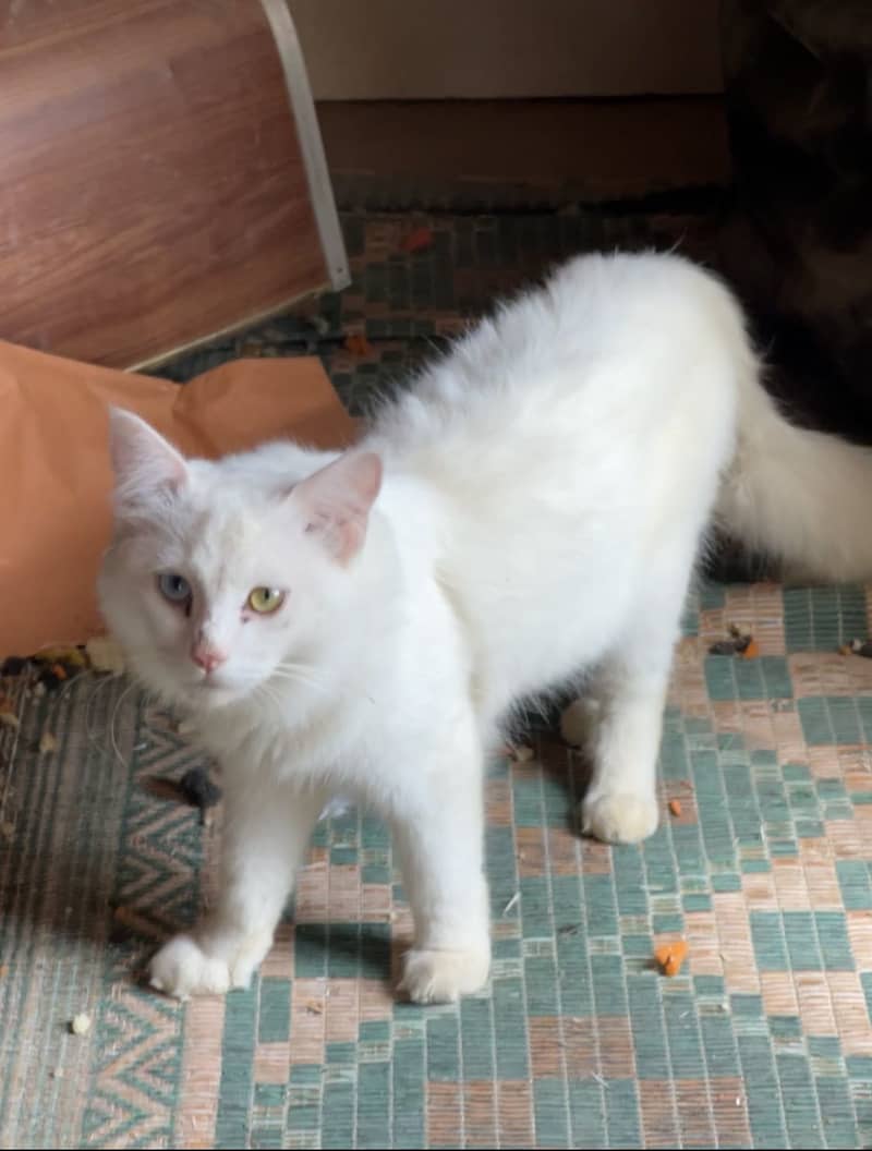 Persian 3