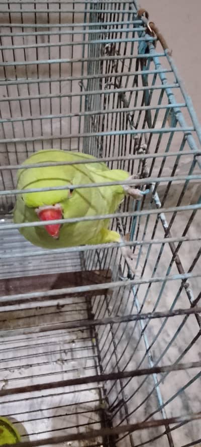 Breeder pair for sale