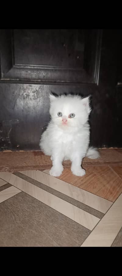 persian male kitten