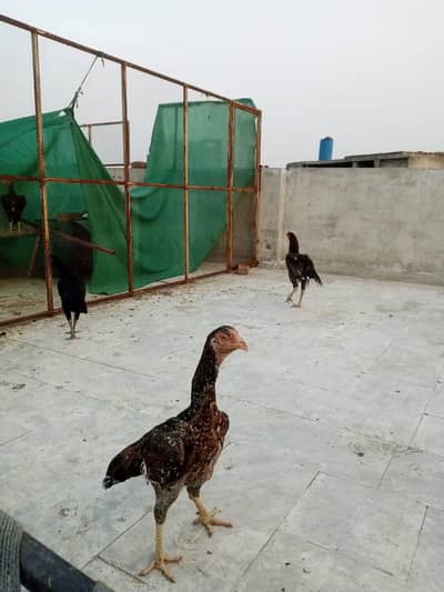pure German o shamo female for sale