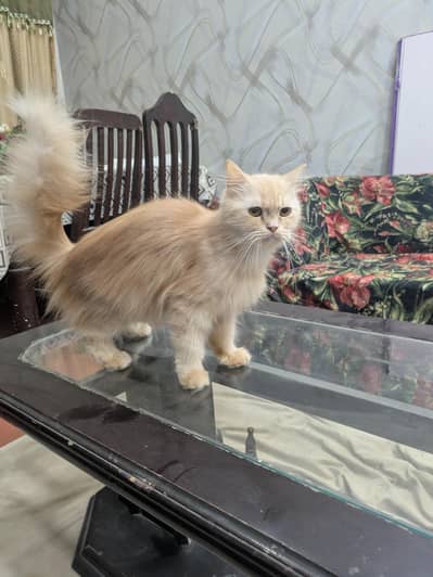 Persinan female cat