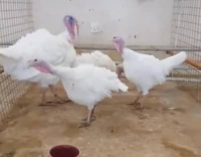 Turkey Breeder white & Colour
