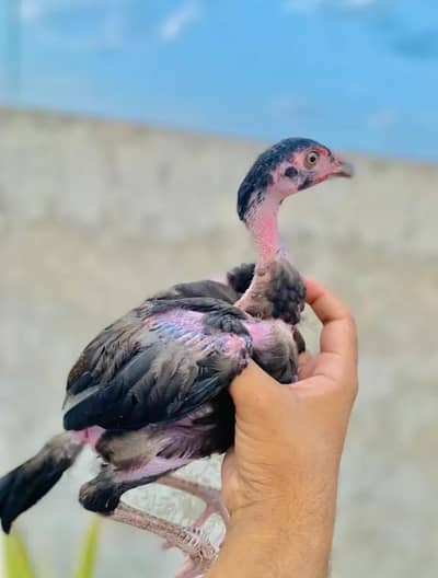Chicks For Sale