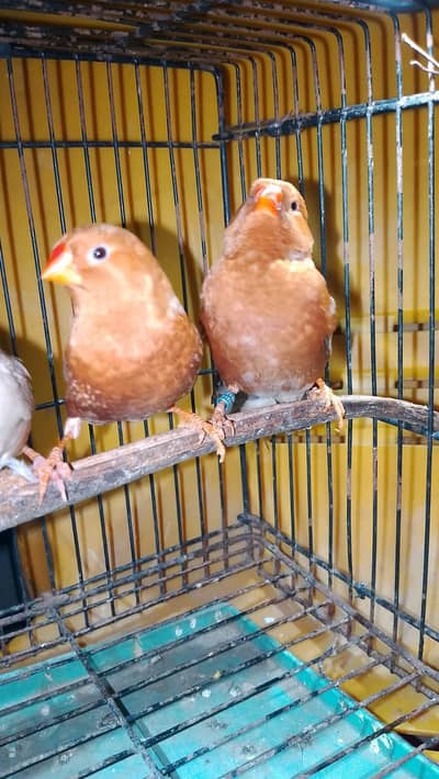 Orange finch