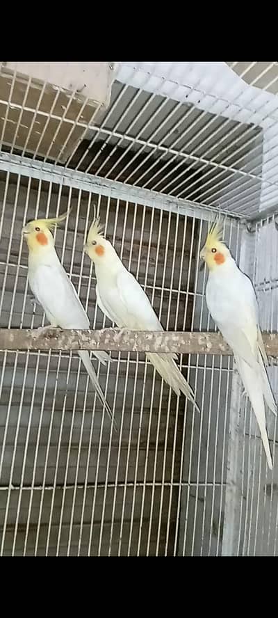 coctaiel goldian red eye/black budgies orange exifinch