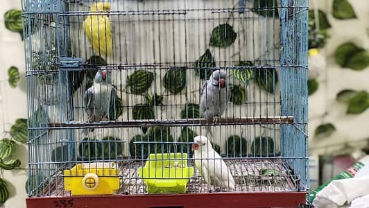 4 Colour Parrot's