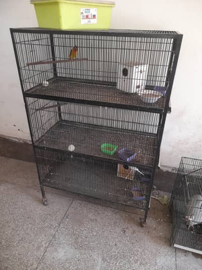 birds Cage