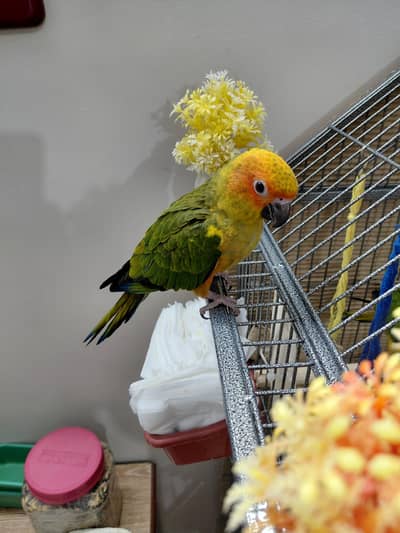 Hand tamed fly trained Sunconure and Cocktail cage with stand