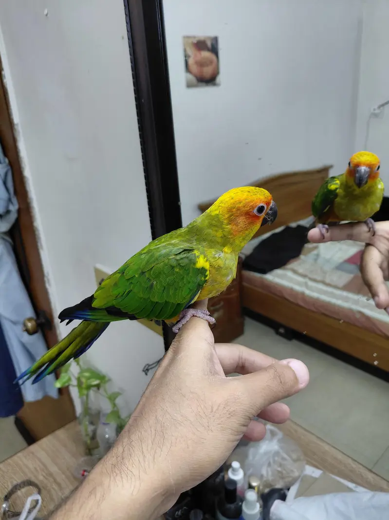 Hand tamed fly trained Sunconure and Cocktail cage with stand — photo 2