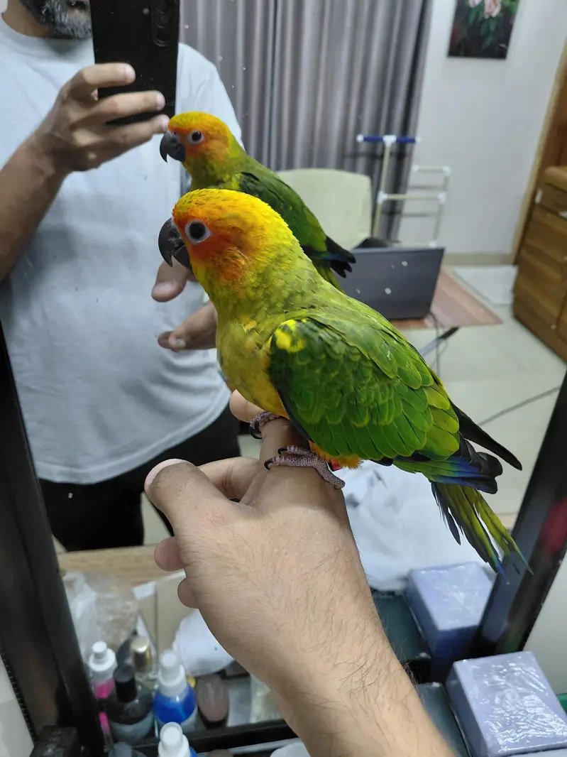 Hand tamed fly trained Sunconure and Cocktail cage with stand — photo 3