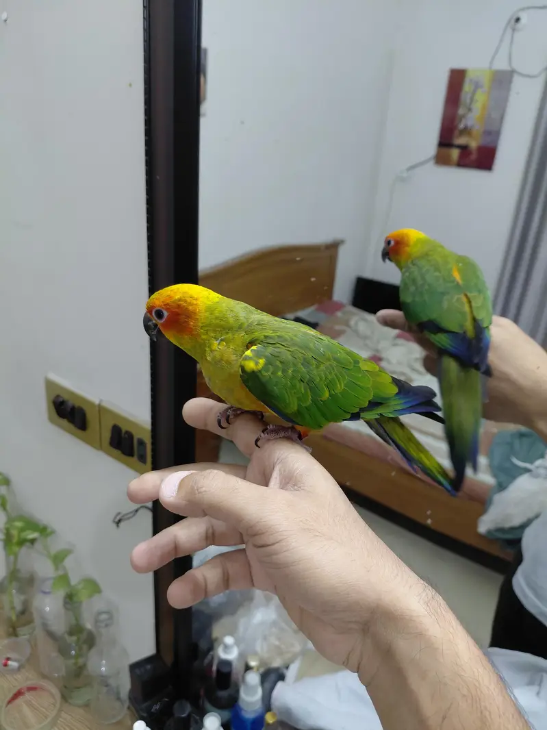 Hand tamed fly trained Sunconure and Cocktail cage with stand — photo 4