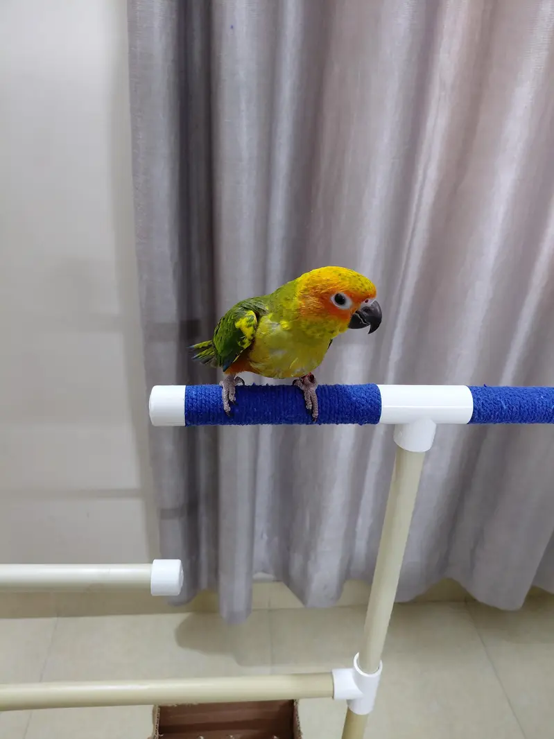 Hand tamed fly trained Sunconure and Cocktail cage with stand — photo 5