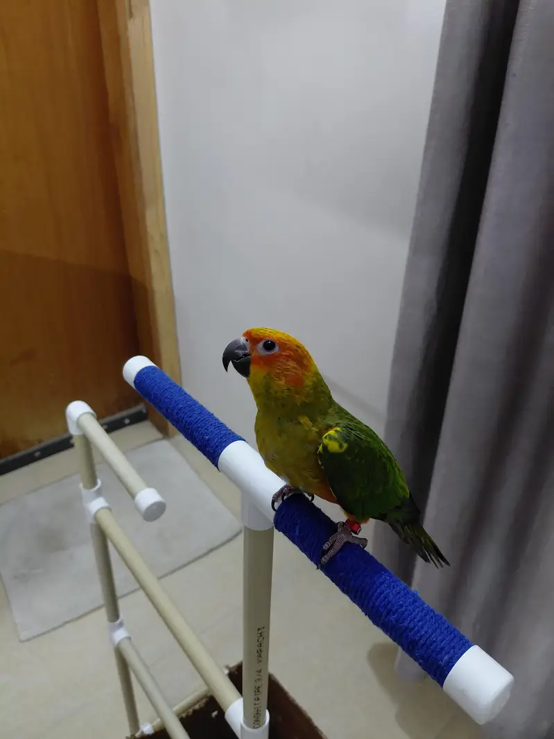 Hand tamed fly trained Sunconure and Cocktail cage with stand — photo 6