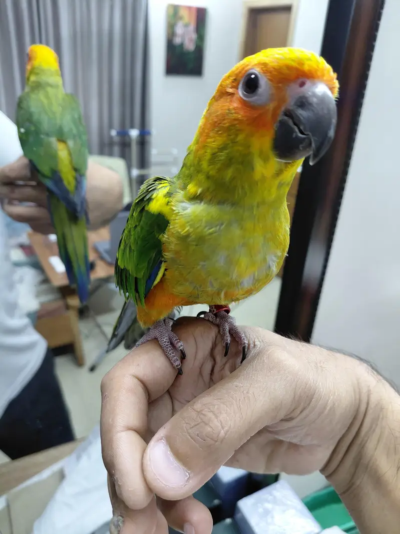 Hand tamed fly trained Sunconure and Cocktail cage with stand — photo 7