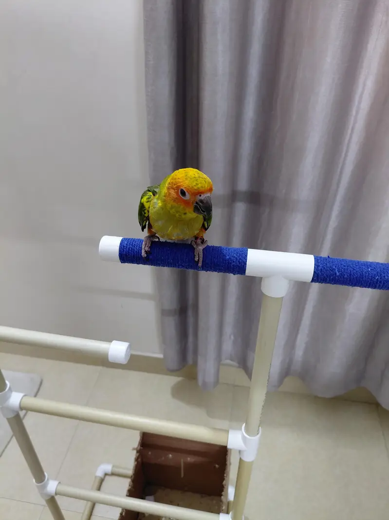 Hand tamed fly trained Sunconure and Cocktail cage with stand — photo 8