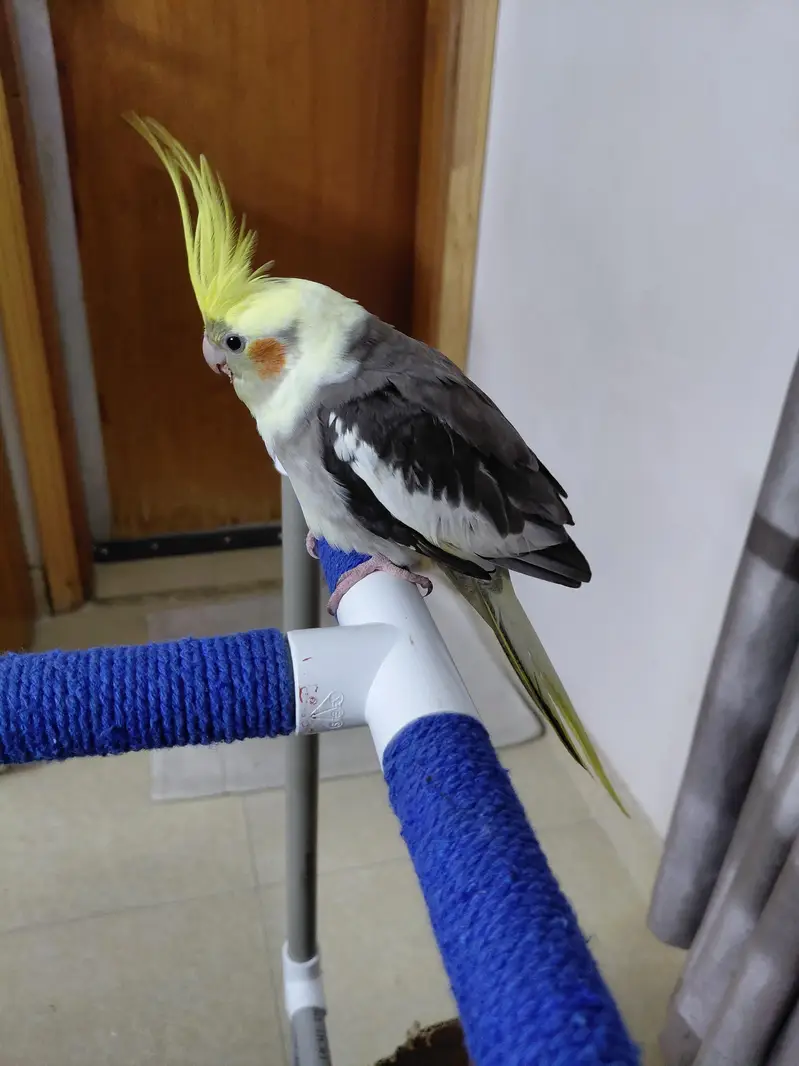 Hand tamed fly trained Sunconure and Cocktail cage with stand — photo 9