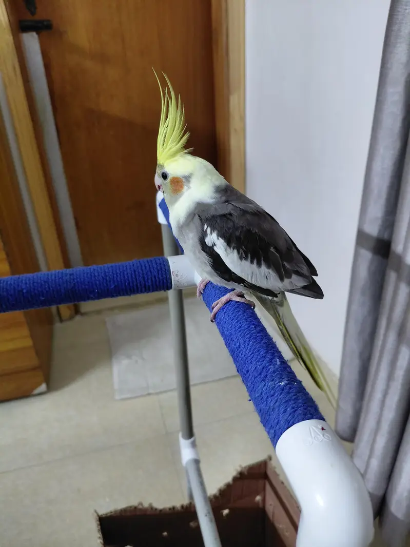 Hand tamed fly trained Sunconure and Cocktail cage with stand — photo 10