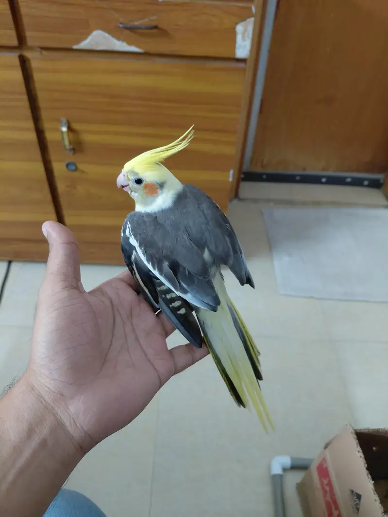 Hand tamed fly trained Sunconure and Cocktail cage with stand — photo 11
