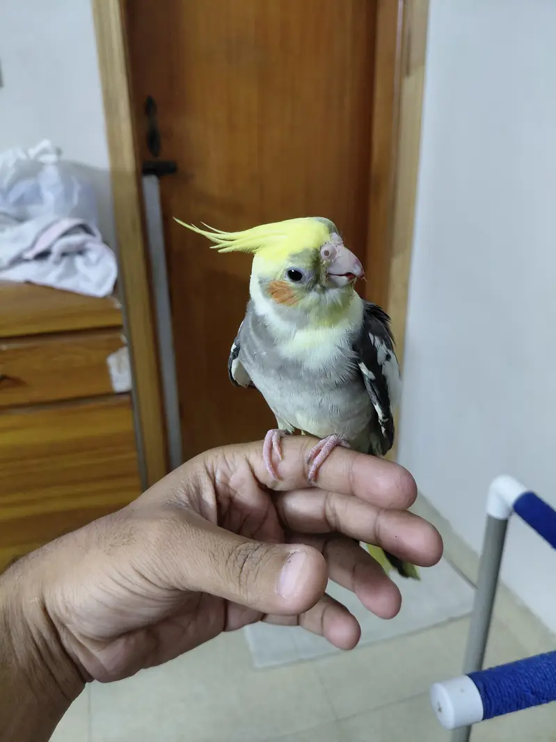 Hand tamed fly trained Sunconure and Cocktail cage with stand — photo 12