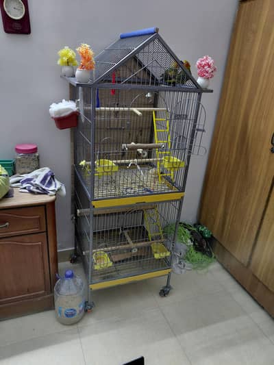 Hand tamed fly trained Sunconure and Cocktail cage with stand