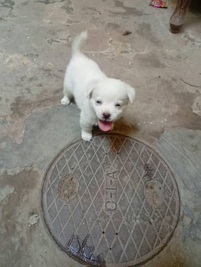 Russian Irani dog