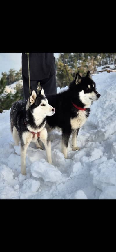 Siberian husky (pair)