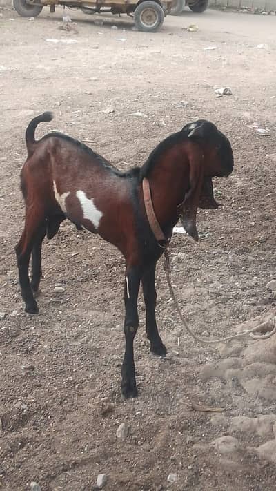Nagra Bakra or Nagra phatt