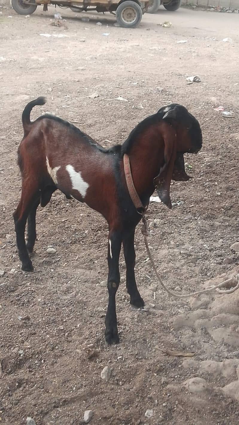 Nagra Bakra 0