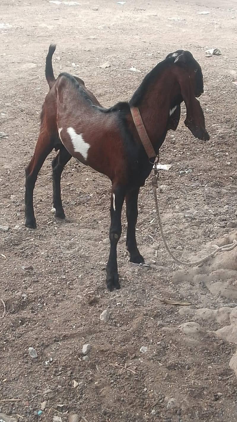 Nagra Bakra 1