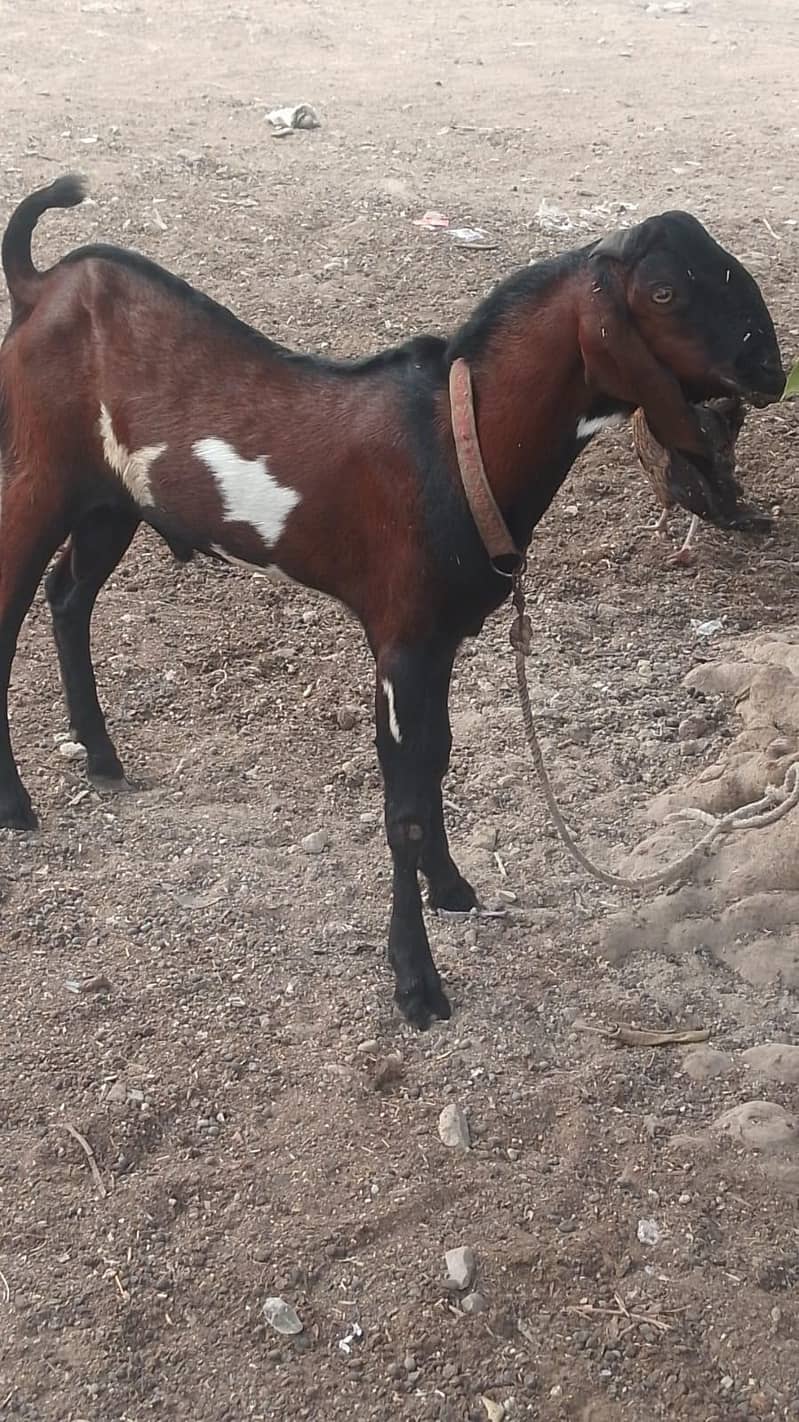 Nagra Bakra 2