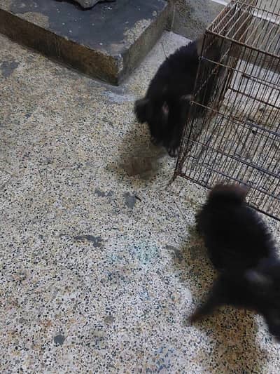 poodle puppies pair