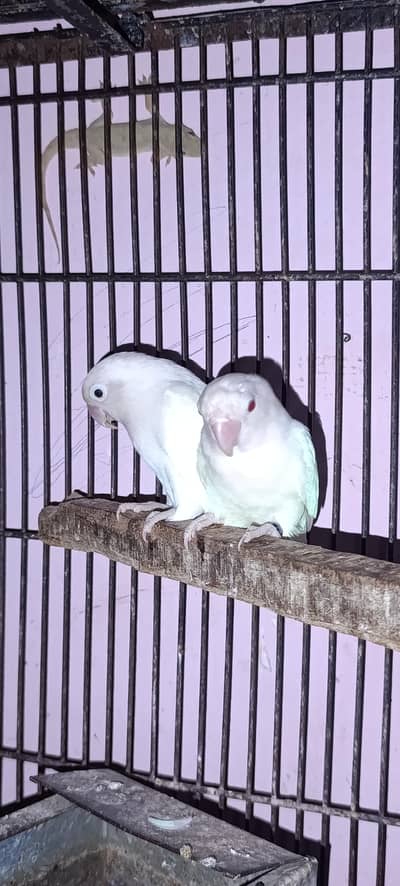 Beautiful White Lovebird Pair for Sale – Rs. 3,000