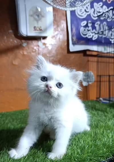White Persian Kitten For Sale