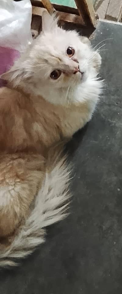 Male cat for matting