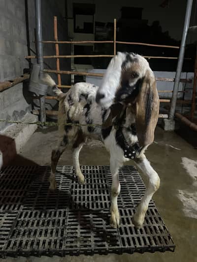 Bakra for sale (sheera print)