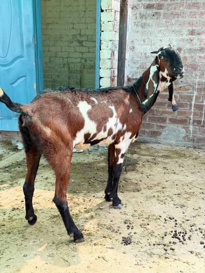 bakri