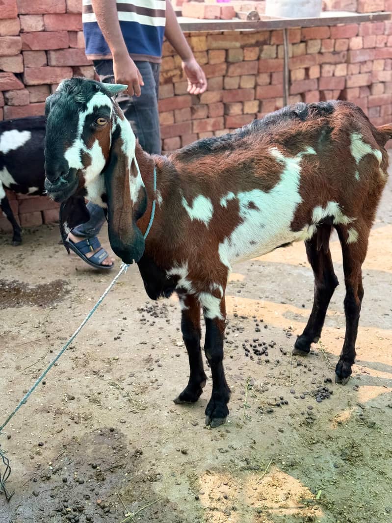 bakri 1