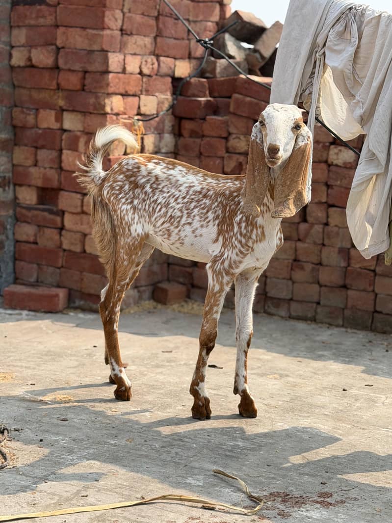 bakri 4
