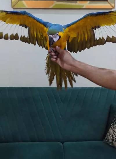 Macaw Blue and Gold